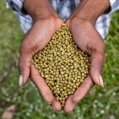 Hela Chamkar Grüner Kampot Pfeffer getrocknet, 25g