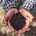 Hela Chamkar Schwarzer Kampot Pfeffer, 100g